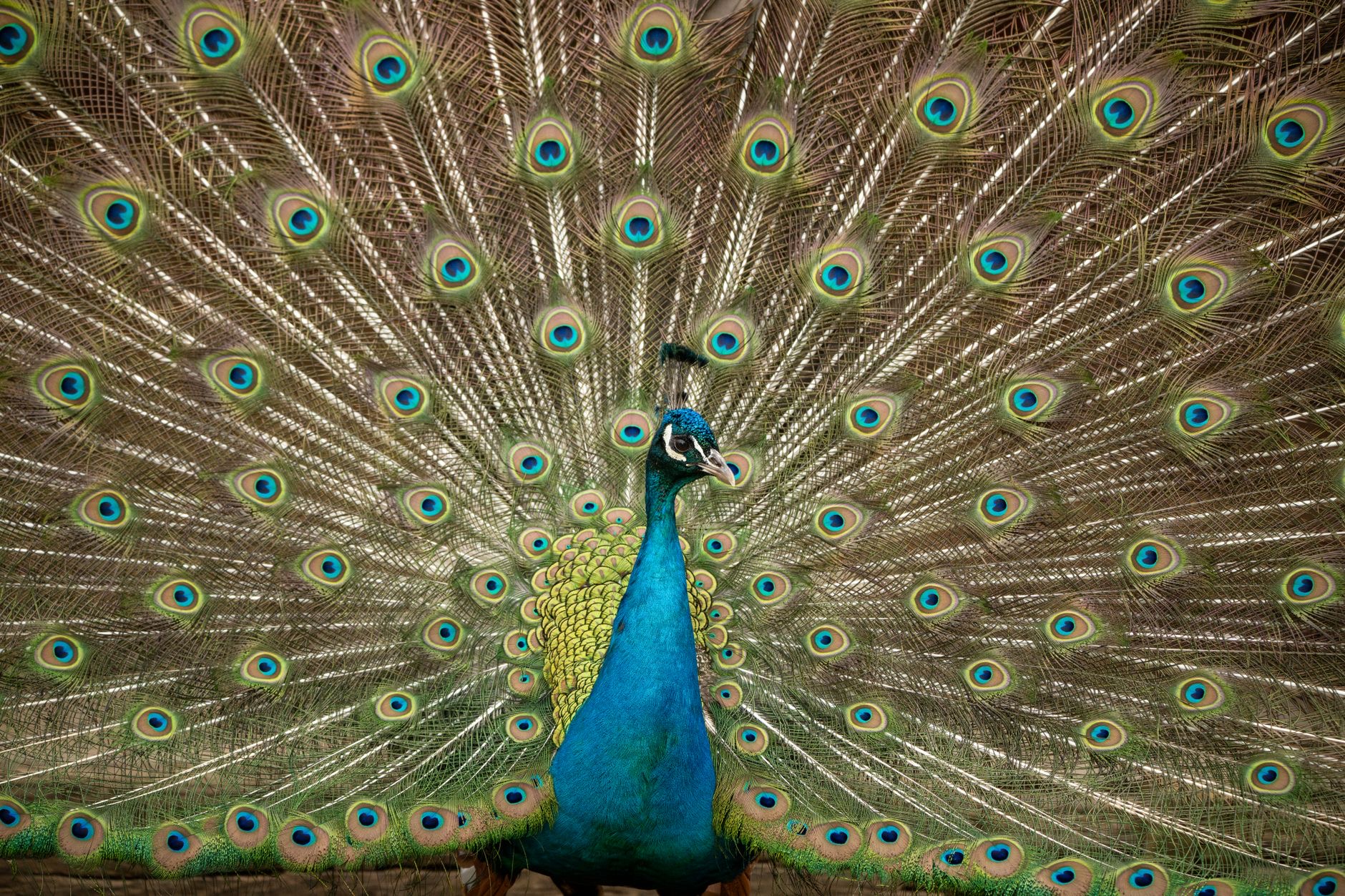 YouTube Premium Adds Peacock for Free in 2027: NFL, NBA, and Universal Films Included 1 YouTube Premium and Peacock branding displayed beside a television showing a live U.S. sporting event.